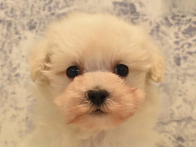 埼玉県のハーフ犬 (ペッツワン蓮田店/2024年1月13日生まれ/男の子/ホワイト)の子犬